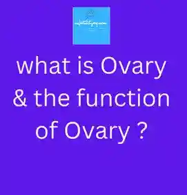 what is Ovary & the function of Ovary ?