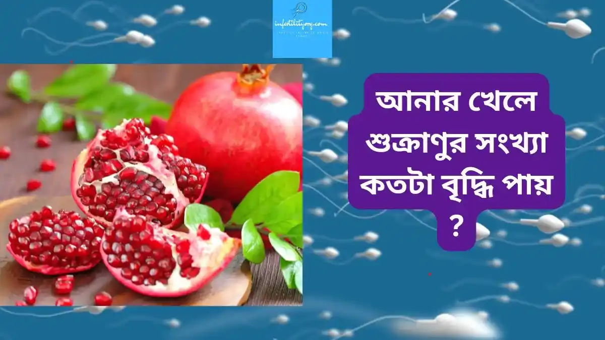 আনার খেলে শুক্রাণুর সংখ্যা কতটা বৃদ্ধি পায় ?