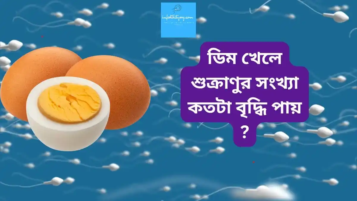 ডিম খেলে শুক্রাণুর সংখ্যা কতটা বৃদ্ধি পায় ?