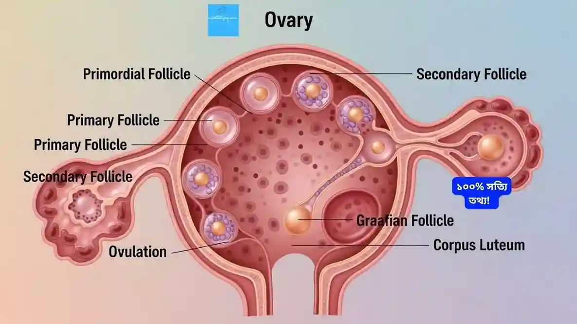 ডিম্বাণু বড় করার চিকিৎসা