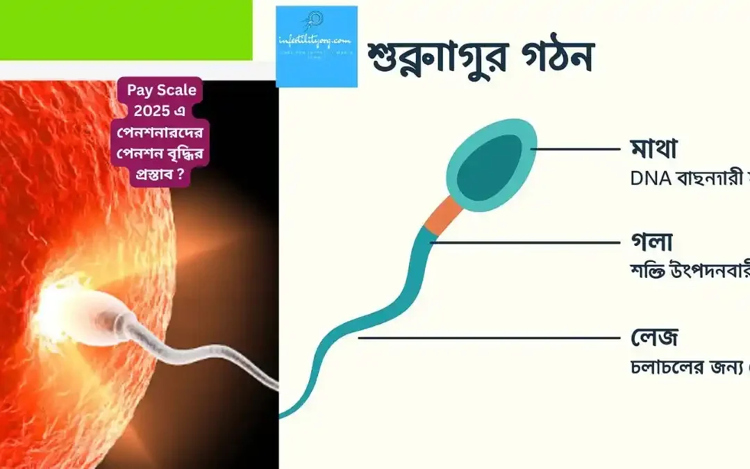 শুক্রাণু তৈরি হতে কতদিন সময় লাগে ? শুক্রাণু কতদিন বাঁচে ?
