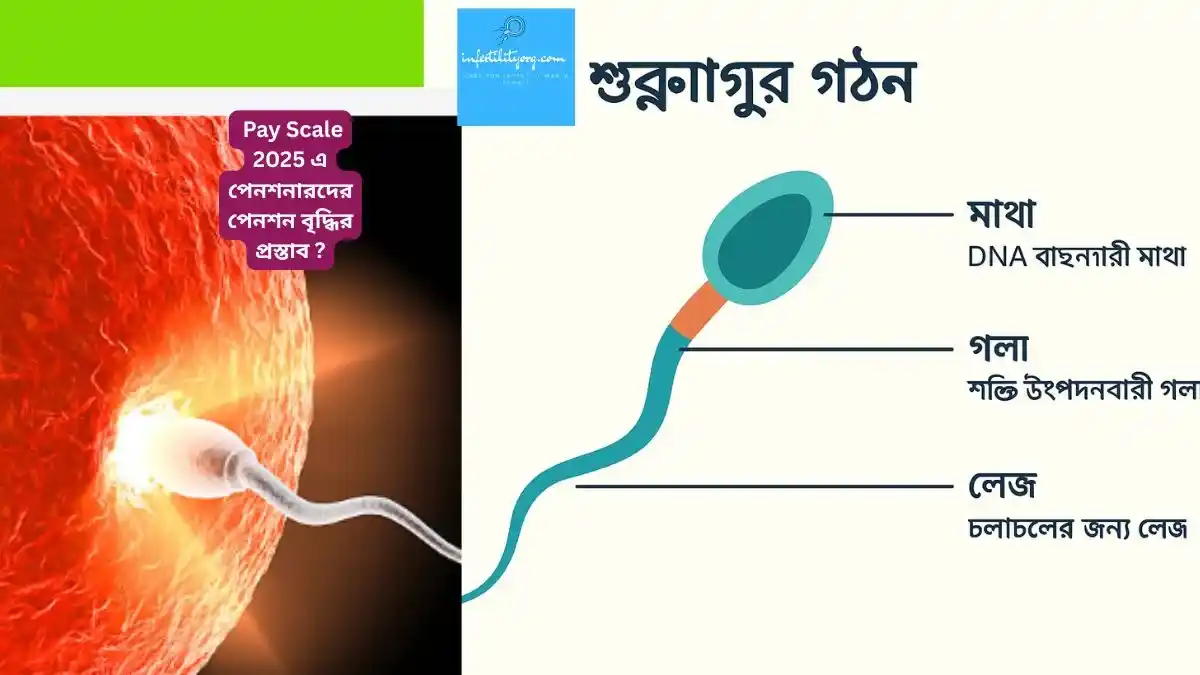 শুক্রাণু তৈরি হতে কতদিন সময় লাগে ? শুক্রাণু কতদিন বাঁচে ?